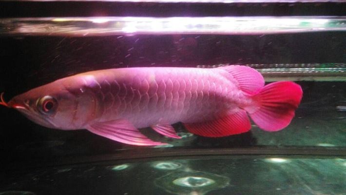 紅龍魚怎么增色快：紅龍魚增色飼料及牌推薦 紅龍魚百科 第4張