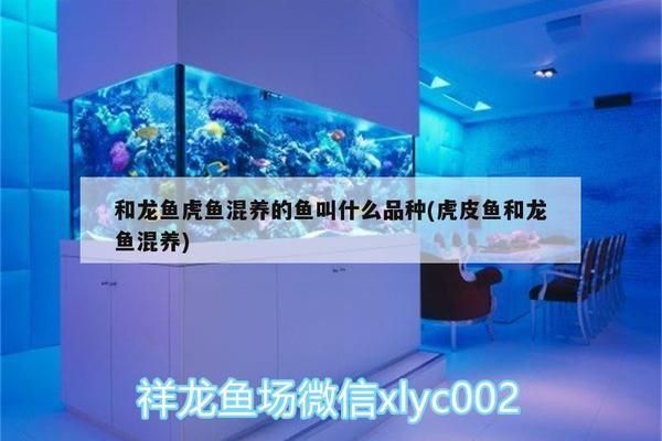 龍魚虎魚一樣大小的魚叫什么 龍魚百科 第2張