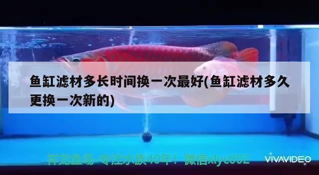 家庭魚缸濾材維護技巧：家庭魚缸濾材更換周期、清洗方法和日常保養(yǎng)要點 魚缸百科 第3張