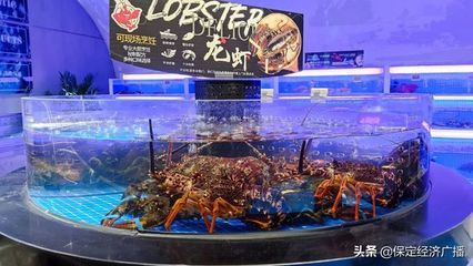 保定水族批發(fā)市場：保定觀賞魚批發(fā)市場