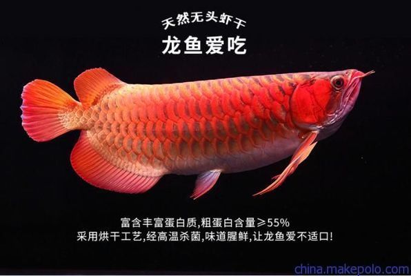 金龍魚吃錦鯉嗎 金龍魚百科 第2張