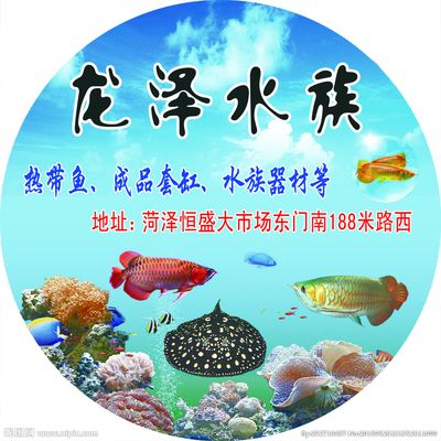 菏澤水族批發(fā)市場：菏澤水族批發(fā)市場在哪里(菏澤水族批發(fā)市場在哪里 全國觀賞魚市場 第2張