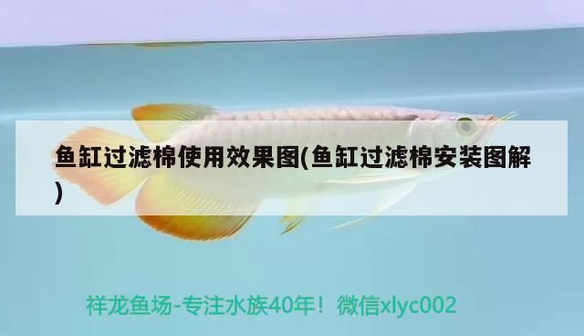 紅龍魚(yú)品牌等級(jí)劃分表格圖解：紅龍魚(yú)品牌品牌等級(jí)劃分表格圖解 紅龍魚(yú)百科 第2張