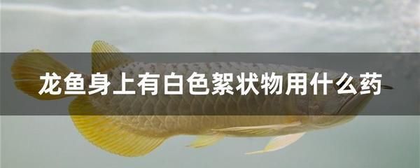 紅龍魚訓食：如何判斷紅龍魚是否已經(jīng)準備好接受新的訓練食物 水族問答 第1張