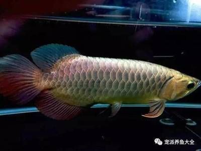 紅龍魚顏色變黑怎么回事兒：關(guān)于紅龍魚顏色變黑的疑問 水族問答 第1張