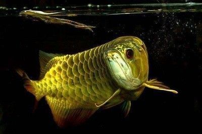 龍魚(yú)顏色的寓意是什么：龍魚(yú)的顏色代表著什么？ 龍魚(yú)百科 第2張