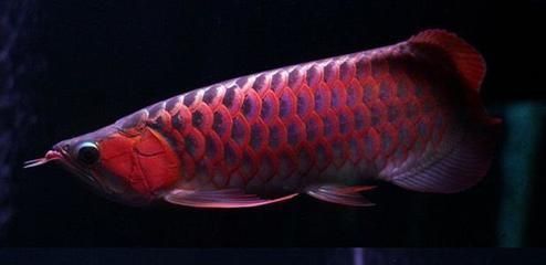 龍魚(yú)顏色的寓意是什么：龍魚(yú)的顏色代表著什么？ 龍魚(yú)百科 第4張