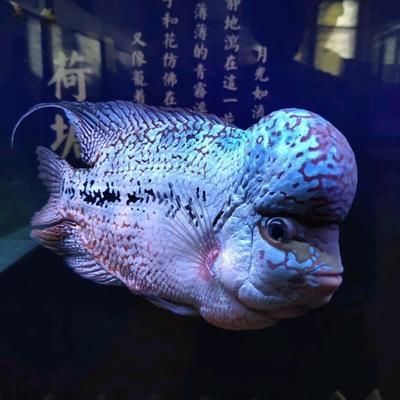 龍魚(yú)害怕就會(huì)側(cè)游嗎：龍魚(yú)害怕時(shí)會(huì)有哪些表現(xiàn) 龍魚(yú)百科 第2張