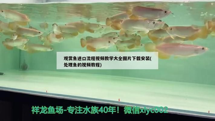 平頂山龍魚專賣店：平頂山哪里賣魚缸 全國(guó)觀賞魚市場(chǎng) 第1張