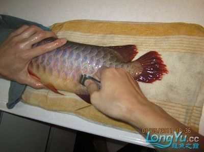 龍魚最佳喂食時間：龍魚的最佳喂食時間 龍魚百科 第4張