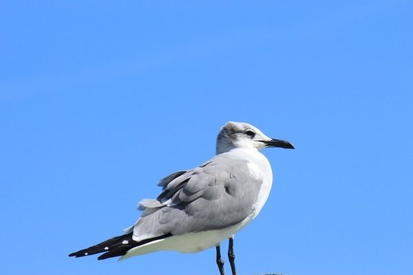 南京觀賞魚批發(fā)市場：南京最大的觀賞魚批發(fā)市場