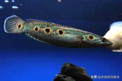 雷龍魚吃什么飼料最好：雷龍魚的飼料選擇包括活餌和人工合成餌料和人工合成餌料 龍魚百科 第4張