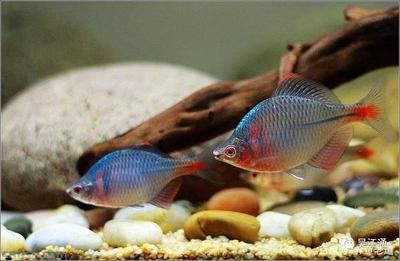 雷龍魚吃什么飼料最好：雷龍魚的飼料選擇包括活餌和人工合成餌料和人工合成餌料 龍魚百科 第3張