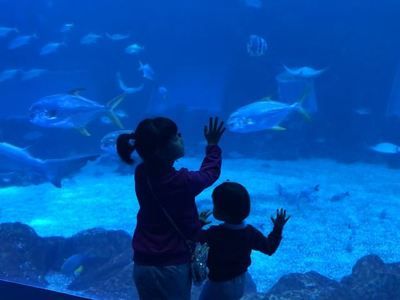 南昌水族館：南昌旅游攻略，南昌水族館 全國觀賞魚市場 第1張