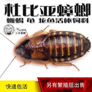 龍魚吃啥能變色啊圖片視頻教程：龍魚增色飼料品牌推薦：龍魚增色飼料自制方法 龍魚百科 第3張