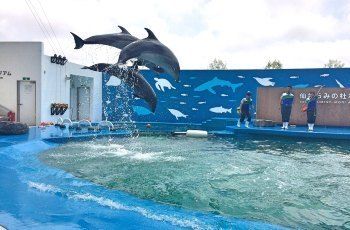 六盤水水族館 全國觀賞魚市場 第6張