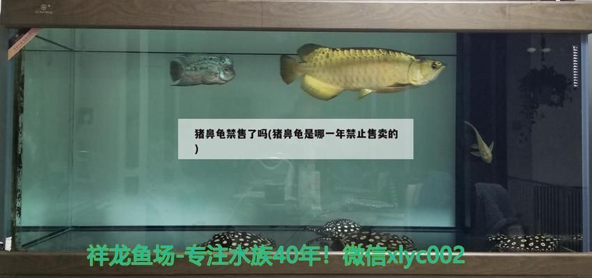 豬鼻龜是什么時(shí)候開始禁售的：豬鼻龜什么時(shí)候開始禁售的呢 豬鼻龜百科 第7張