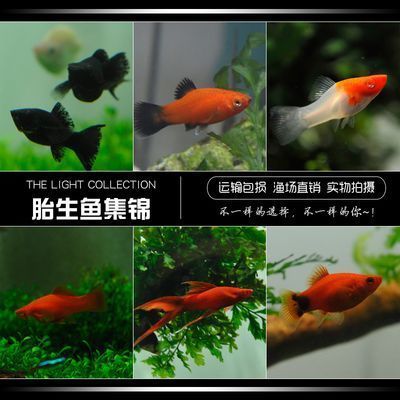 龍魚觀賞魚市場價(jià)格表最新：2025年01月03日龍魚觀賞魚市場價(jià)格表最新詳情 龍魚百科 第5張