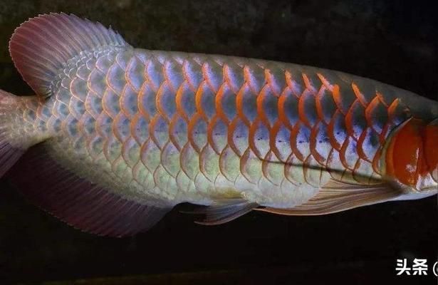 紅龍魚不吃食趴缸底怎么辦好：紅龍魚不吃食趴缸底怎么辦 紅龍魚百科 第4張