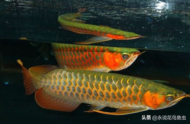 紅龍魚(yú)不吃東西怎么辦：紅龍魚(yú)不吃東西可能由多種原因引起的原因及處理方法 紅龍魚(yú)百科 第3張