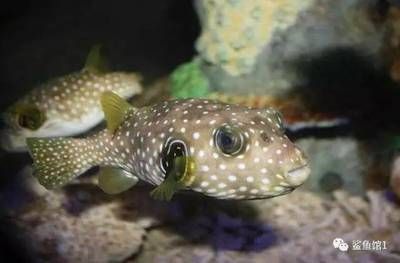 鶴壁水族館：河南鶴壁水族館親子活動安排鶴壁水族館親子活動介紹 全國觀賞魚市場 第1張