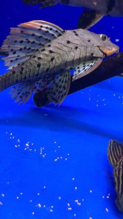 安陽水族館：安陽市北關(guān)區(qū)小魚餌水族館 全國觀賞魚市場 第6張