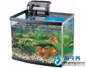 紅龍魚要吃什么魚糧好：紅龍魚吃什么魚糧好 水族問答 第2張