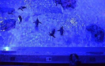 塔城水族館：塔城市雪燕水族館 全國觀賞魚市場 第3張