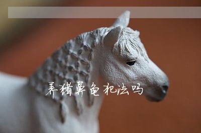 豬鼻龜養(yǎng)會犯法嗎：養(yǎng)豬鼻龜是否犯法的詳細解釋：養(yǎng)豬鼻龜是否犯法的詳細解釋 豬鼻龜百科 第5張