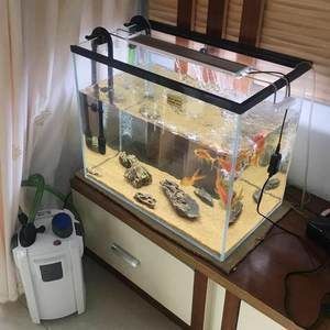 臨潼龍魚專賣店