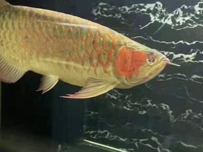 龍魚做完掉眼手術(shù)還是掉眼皮：龍魚掉眼手術(shù)后如何護(hù)理 龍魚百科 第5張