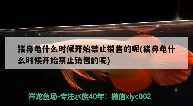 豬鼻龜什么時候不讓賣了：豬鼻龜為什么禁售了豬鼻龜是哪一年禁售了嗎 豬鼻龜百科 第7張