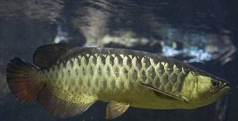 龍魚水族館：珠海龍魚水族館 龍魚百科 第2張