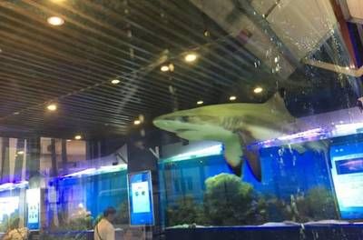 龍魚水族館：珠海龍魚水族館 龍魚百科 第1張