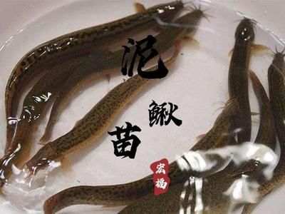 上饒水族批發(fā)市場：上饒最大的海鮮批發(fā)市場在上饒最大的海鮮批發(fā)市場