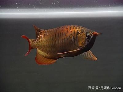 龍魚病后如何恢復(fù)身體功能：龍魚病后恢復(fù)身體功能的方法 龍魚百科 第4張