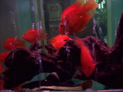 招財(cái)貓魚混養(yǎng)適宜水族箱尺寸：招財(cái)貓魚和龍魚混養(yǎng)水質(zhì)管理技巧 龍魚百科 第4張