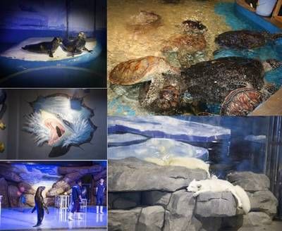 岳陽(yáng)水族館：岳陽(yáng)水族館開放時(shí)間安排岳陽(yáng)水族館親子活動(dòng)安排 全國(guó)觀賞魚市場(chǎng) 第3張