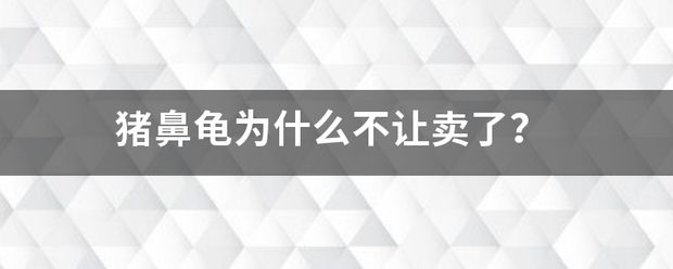 豬鼻龜為什么買不到：2020豬鼻龜為什么買不到了 豬鼻龜百科 第7張