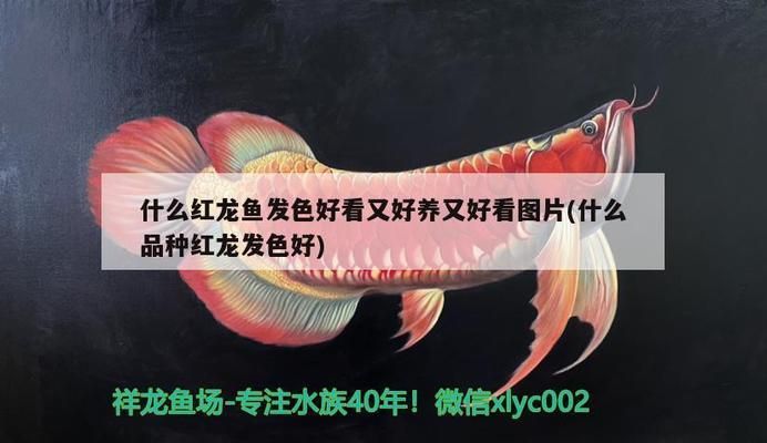 什么紅龍魚發(fā)色好看：紅龍魚發(fā)色好看主要取決于其品種和養(yǎng)護(hù)方式和養(yǎng)護(hù)方式 紅龍魚百科 第2張