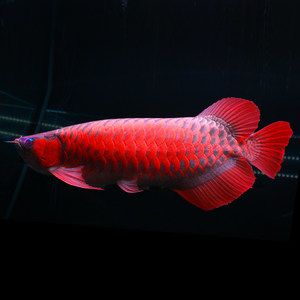 紅龍魚(yú)幼苗特征是什么：關(guān)于紅龍魚(yú)幼苗特征的詳細(xì)介紹