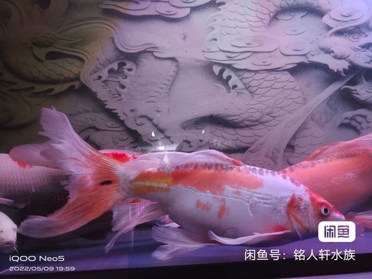 三明觀賞魚批發(fā)市場：三明觀賞魚批發(fā)市場有哪些 全國觀賞魚市場 第2張