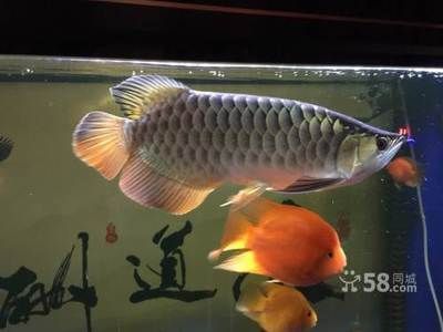 紅龍魚死了能吃嗎：紅龍魚死亡后可以吃嗎？