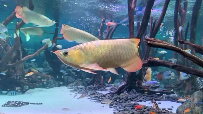 桂林水族館：桂林旅游攻略桂林水族館 全國觀賞魚市場 第6張