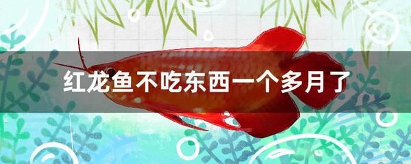 紅龍魚季節(jié)性飼養(yǎng)調(diào)整：紅龍魚冬季發(fā)色技巧，紅龍魚疾病預防指南