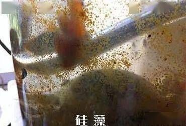 紅龍魚最佳配魚及搭配數(shù)量：紅龍魚的最佳伴侶魚類是什么，它們需要怎樣搭配才能讓魚缸生態(tài)和諧 水族問答 第1張