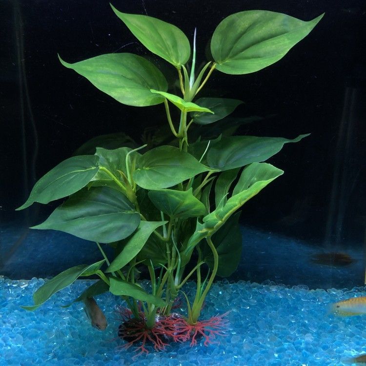 可以種在魚(yú)缸里面的植物：幾種適合種在魚(yú)缸中的植物 魚(yú)缸百科 第1張