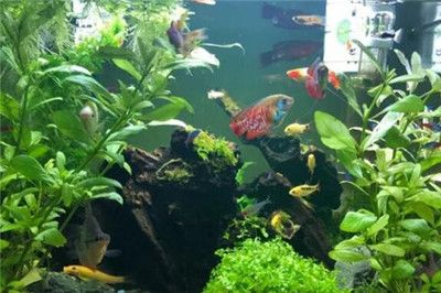 可以種在魚(yú)缸里面的植物：幾種適合種在魚(yú)缸中的植物 魚(yú)缸百科 第4張