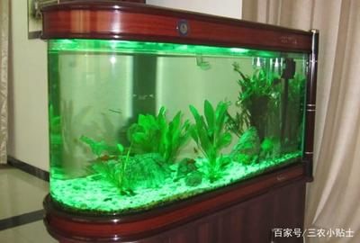 可以種在魚(yú)缸里面的植物：幾種適合種在魚(yú)缸中的植物 魚(yú)缸百科 第2張