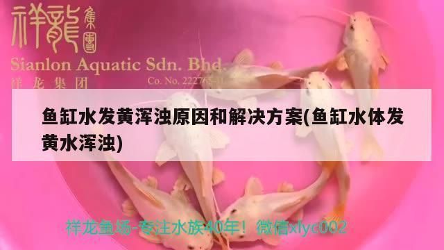 普洱水族批發(fā)市場(chǎng)：普洱水族批發(fā)市場(chǎng)有哪些？ 全國(guó)觀賞魚(yú)市場(chǎng) 第4張